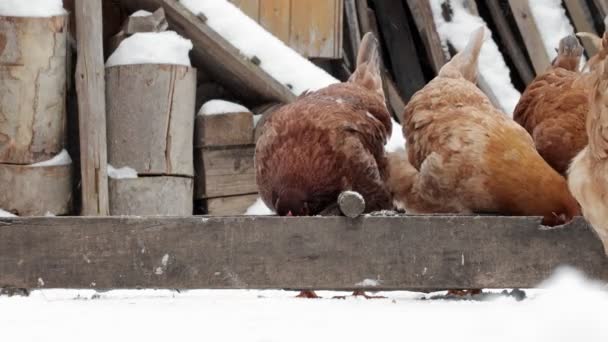 Tavuk Çiftliği Kırsal Tavuk Çiftliği Ahırı Kış Günü Bir Sürü — Stok video