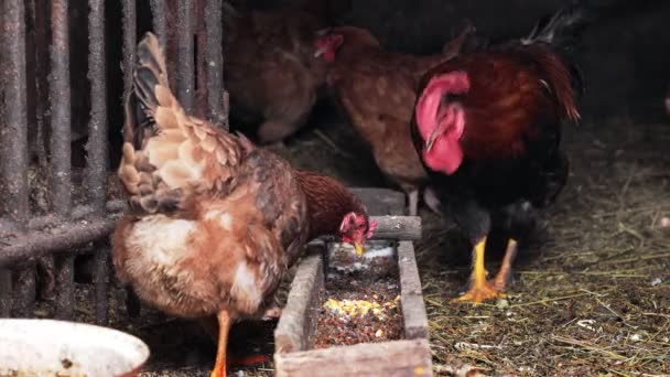 Horoz Tavuklar Kümeste Besleyiciyle Mısır Yiyor — Stok video