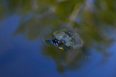 Tatlı Su Kaplumbağası gölde yüzüyor..