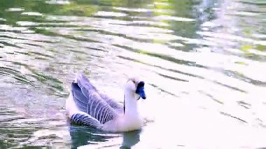 Sakin bir videoda gölde yüzen mavi gagalı beyaz bir ördek görülüyor.