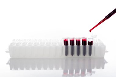 Pipette, PCR tüpüne kan örneği ya da laboratuvardaki PCR plakasına kırmızı sıvı damlatır. Biyokimya, moleküler biyoloji, genetik ve klinik kimya kavramları beyaz arka planda izole edilir.