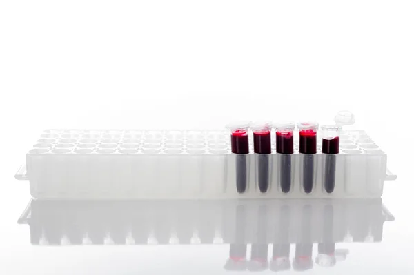 实验室Pcr板上的血样Pcr管或红色液体 白底分离 — 图库照片