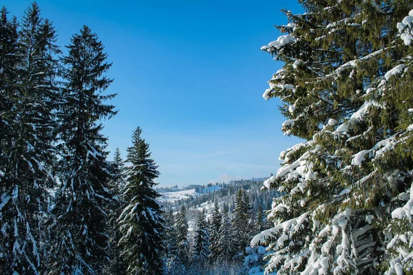 Karpatya dağlarında güneşli bir günde karlı bir ormanın kış manzarası. Sabahın köründe dağlarda taze kar. Noel arkaplanı, yeni yıl atmosferi