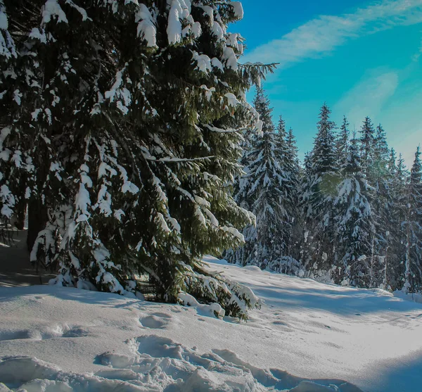 カルパチア山脈の晴れた日に雪の森の冬の風景 朝の日差しの中で山の中で新鮮な雪 クリスマスの背景 新年の雰囲気 — ストック写真