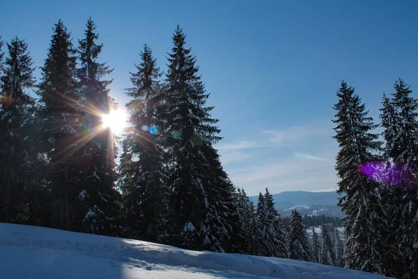 Karpatya Dağlarında Güneşli Bir Günde Karlı Bir Ormanın Kış Manzarası - Stok İmaj