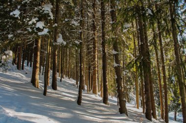 Karpatya dağlarında güneşli bir günde karlı bir ormanın kış manzarası. Sabahın köründe dağlarda taze kar. Noel arkaplanı, yeni yıl atmosferi