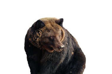 Büyük kahverengi ayı beyaz arka planda izole edilmiştir (Ursus arctos). Boz ayı tasarım için ayarlandı