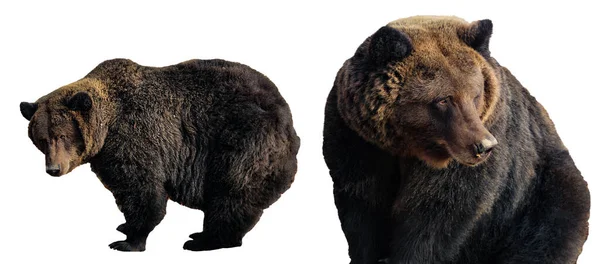 Conjunto Ursos Pardos Grandes Isolados Sobre Fundo Branco Ursus Arctos — Fotografia de Stock