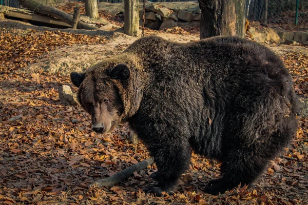 Oso Pardo Ursus Arctos Sobre Fondo Otoñal Grizzly Salvaje Recinto —  Fotos de Stock