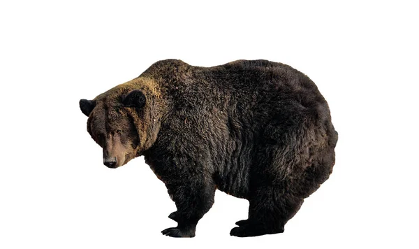 Большой Бурый Медведь Изолирован Белом Фоне Ursus Arctos Медведь Гризли — стоковое фото
