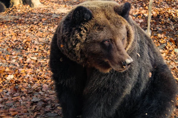 Oso Pardo Ursus Arctos Sobre Fondo Otoñal Grizzly Salvaje Recinto —  Fotos de Stock