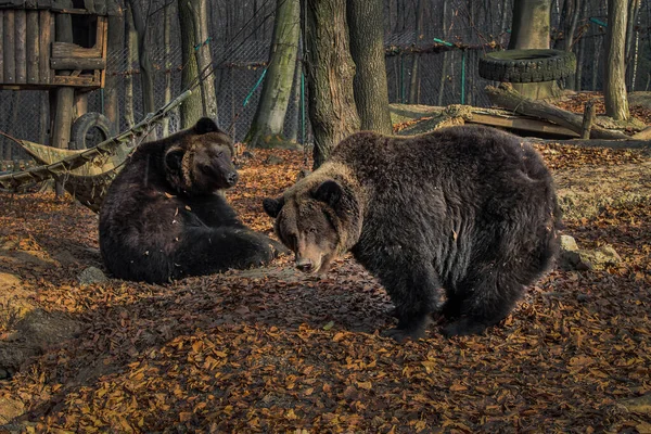 Två Bruna Björnar Ursus Arctos Hösten Bakgrund Vilda Grizzlybjörnar Djurparken — Stockfoto