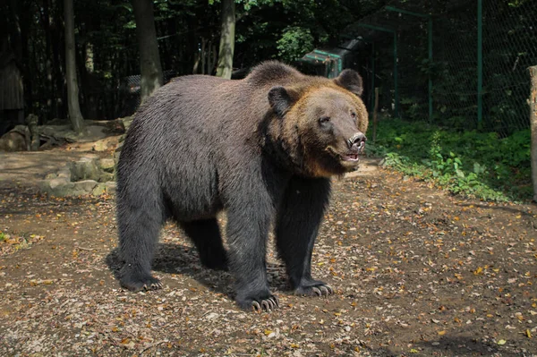 Бурый Медведь Ursus Arctos Осеннем Фоне Дикий Гризли Вольере Зоопарка — стоковое фото