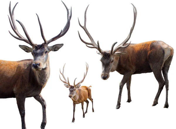 Beyaz arka planda Kızıl Geyik seti. Yetişkin erkek kızıl geyik (geyik) çerçeveye bakıyor, beyaz arka planda tasarım için izole edilmiş. Cervus elaphus en büyük geyik türü.