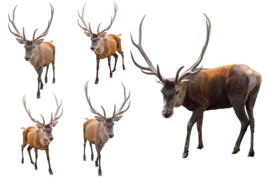 Beyaz arka planda Kızıl Geyik seti. Yetişkin erkek kızıl geyik (geyik) çerçeveye bakıyor, beyaz arka planda tasarım için izole edilmiş. Cervus elaphus en büyük geyik türü.