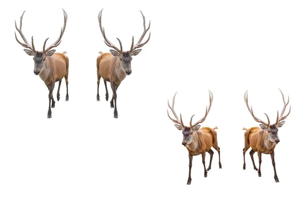 Set Red Deer White Background Adult Male Red Deer Stag — Stock Photo, Image
