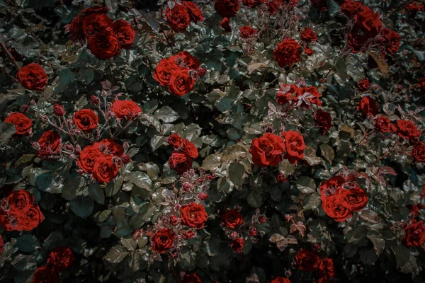 Turuncu gül çalı arka planı. Sevgililer Günü için bahçede güzel güller var. Tasarım için doğal gül ağacı arkaplanı