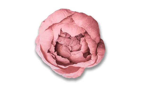 Beyaz arka planda izole edilmiş pembe şakayık çiçekleri. Tasarım için yemyeşil şakayıklar. Paeonia kadın hakları savunucusu