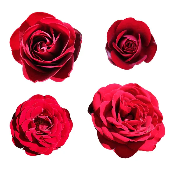 Beautiful bud of a lush red rose on a white background. Collage of a set of scarlet rose buds isolated without background for design. Bright passion flower closeup top view