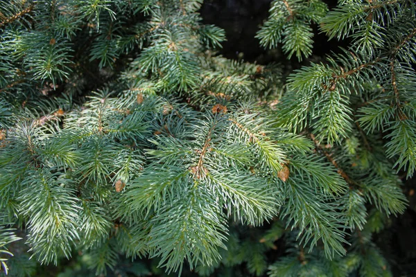 Pine Branch Close Coniferous Tree Background Christmas Decor Fresh Green — Stock Photo, Image