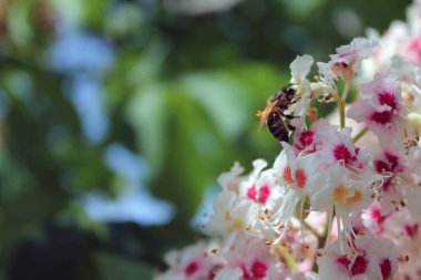 Bal arısı çiçek açan bir kestaneyi döller. Kestane çiçekleri yakın plan. Arıdaki kestane poleni. Beyaz Çiçekten Polen Toplayan Arı