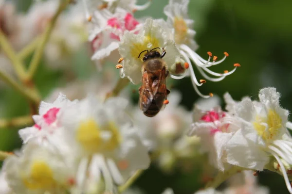 Bal arısı çiçek açan bir kestaneyi döller. Kestane çiçekleri yakın plan. Arıdaki kestane poleni. Beyaz Çiçekten Polen Toplayan Arı