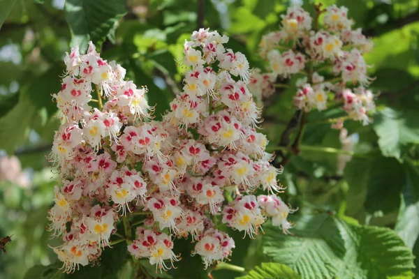 Miód Zapyla Kwitnący Kasztan Kasztanowe Kwiaty Bliska Pyłek Kasztanowy Pszczole — Zdjęcie stockowe