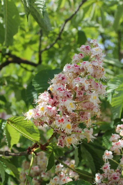 Miód Zapyla Kwitnący Kasztan Kasztanowe Kwiaty Bliska Pyłek Kasztanowy Pszczole — Zdjęcie stockowe