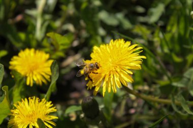 Bahar bahçesinde sarı karahindiba çiçeğinin üzerindeki bal arısı. Çalışkan arılar polenle tomurcuklanan karahindiba çiçeklerini döllerler. Yaz yeşili çimenler