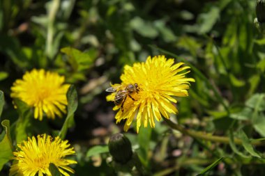 Bahar bahçesinde sarı karahindiba çiçeğinin üzerindeki bal arısı. Çalışkan arılar polenle tomurcuklanan karahindiba çiçeklerini döllerler. Yaz yeşili çimenler