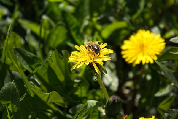 Bahar bahçesinde sarı karahindiba çiçeğinin üzerindeki bal arısı. Çalışkan arılar polenle tomurcuklanan karahindiba çiçeklerini döllerler. Yaz yeşili çimenler