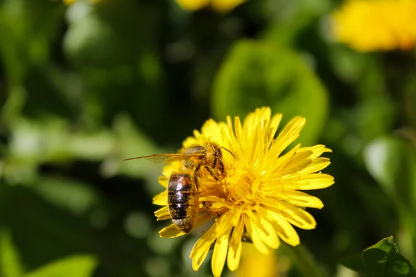 Bahar bahçesinde sarı karahindiba çiçeğinin üzerindeki bal arısı. Çalışkan arılar polenle tomurcuklanan karahindiba çiçeklerini döllerler. Yaz yeşili çimenler