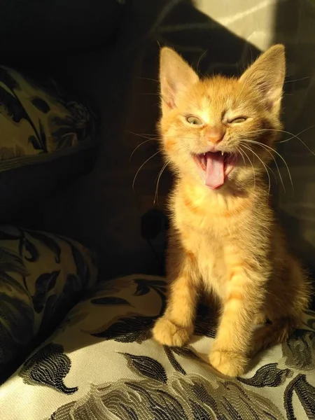 Young Fluffy Companion Homely Lively Ginger Cat Gatinho Gengibre Radiante — Fotografia de Stock