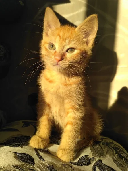 Νεανική Χνουδωτή Σύντροφος Μια Σπιτική Ζωντανή Τζίντζερ Γάτα Radiant Ginger — Φωτογραφία Αρχείου