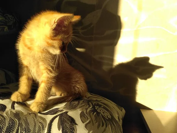 어리고 복슬복슬 고양이이다 Fradiant Ginger Kitten Paws Pillow Sporting Playful — 스톡 사진