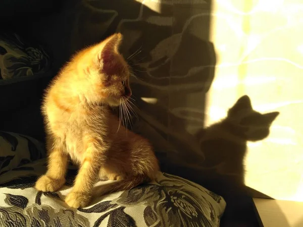 어리고 복슬복슬 고양이이다 Fradiant Ginger Kitten Paws Pillow Sporting Playful — 스톡 사진