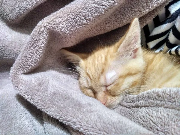 若いふわふわコンパニオンA家庭的に 活気のあるジンジャーキャット ラディアントジンジャー子猫 枕の上の足 遊び心のある笑顔と生意気な魅力をスポーツ — ストック写真