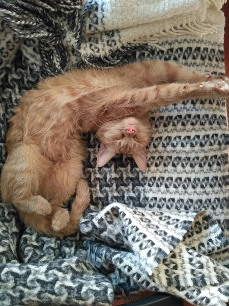 若いふわふわコンパニオンA家庭的に 活気のあるジンジャーキャット ラディアントジンジャー子猫 枕の上の足 遊び心のある笑顔と生意気な魅力をスポーツ — ストック写真