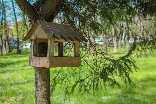 Park 'ın Serene Pine Trees' ine kuş yemi yerleştirilmiş. Park 'ın Serene Pine' ının Sevdiği Kırsal Kuş Yemi. Park 'ın Güzelliği Arasındaki Kuş Evi Keyfi