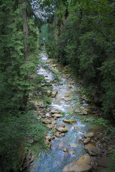 Сосновый Лес Горной Рекой Освежающие Воды Реки Протекают Через Живописный — стоковое фото