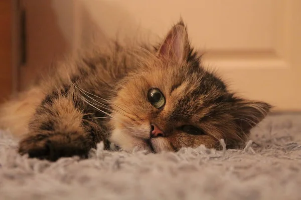 Przytulne Zbliżenie Perskiej Rasy Domowego Kota Fluffy Feline Odpoczywając Miękkim — Zdjęcie stockowe
