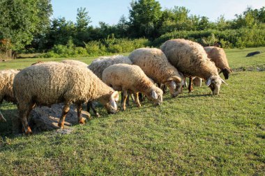 Yeşil Çayır 'da gün batımında otlayan koyun sürüsü. Idyllic Günbatımı