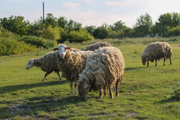 Troupeau Moutons Broutant Dans Prairie Coucher Soleil Sur Green Pasture — Photo