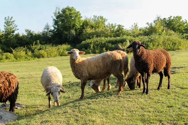 Pâturage Moutons Sur Green Meadow Coucher Soleil Troupeau Moutons Reposant — Photo
