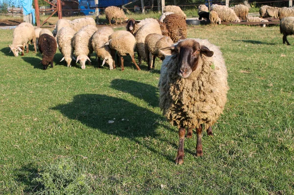 グリーン パスチュアの日没に草原で放牧する羊の群れ イディエリック サンセット — ストック写真
