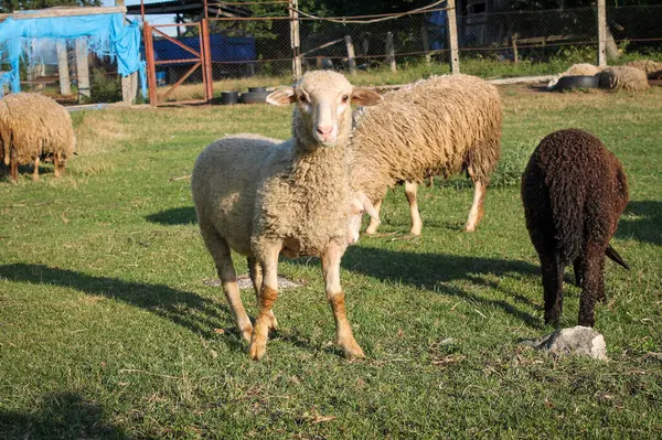 Rebaño Ovejas Pastando Prado Atardecer Green Pasture Puesta Sol Idílica —  Fotos de Stock