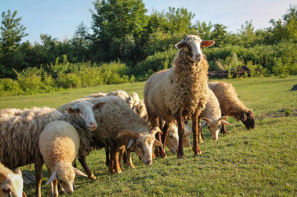 Flock of sheep grazing in meadow at sunset on Green Pasture. Idyllic Sunset