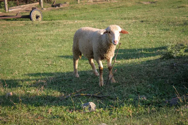 グリーン パスチュアの日没に草原で放牧する羊の群れ イディエリック サンセット — ストック写真