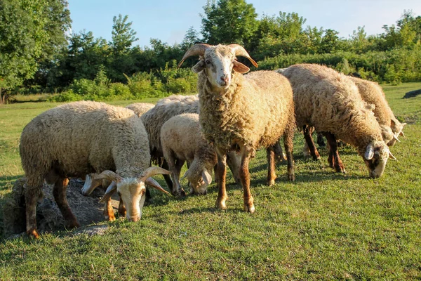 Troupeau Moutons Broutant Dans Prairie Coucher Soleil Sur Green Pasture — Photo