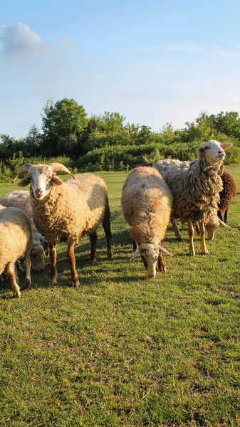 Rebaño Ovejas Pastando Prado Atardecer Green Pasture Puesta Sol Idílica — Foto de Stock